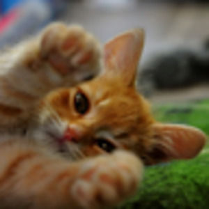 Meet your Posher, Kim